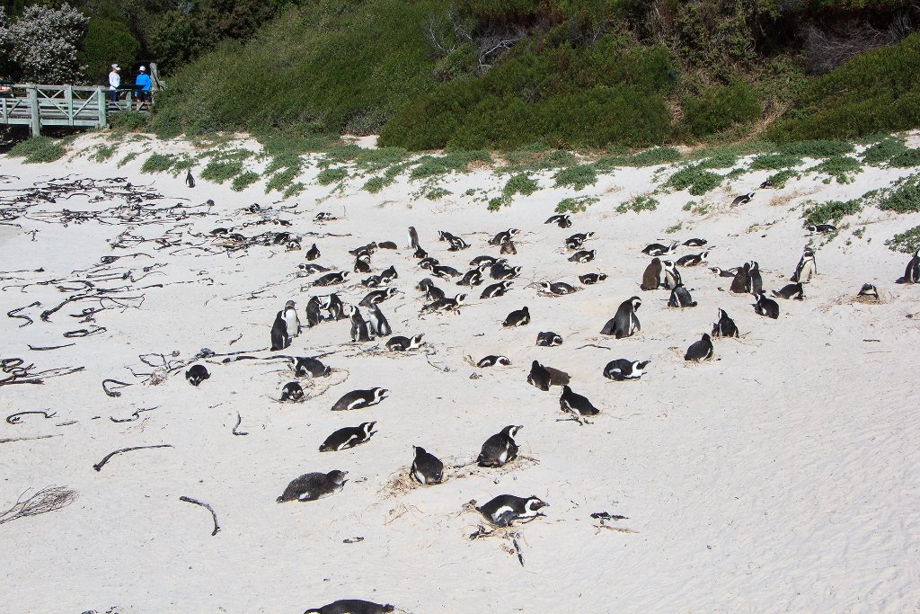 01-Jackass Penguins at Boulders Beach.jpg - Jackass Penguins at Boulders Beach